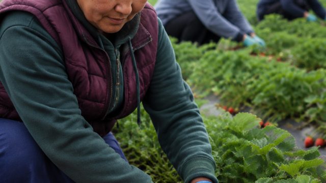 Central Asian Workers: The Backbone of UK Strawberry Harvests Post-Brexit | rtp slot pedetogel, uang