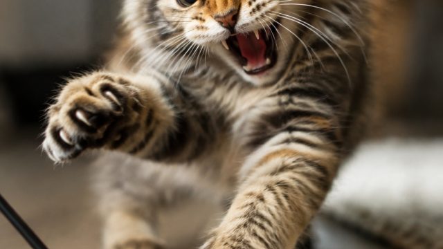 Unleashing the Wild Side: Cats in Goblin Mode Captivate Owners | jackpot block party online, cara ma