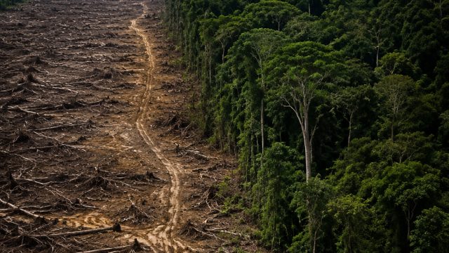 Understanding Global Deforestation: The Hidden Costs of Trade