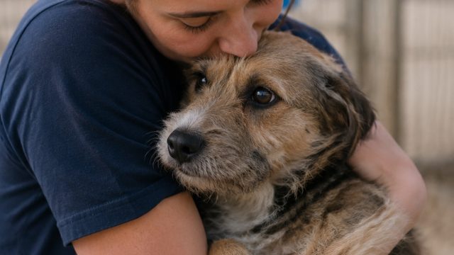 Molly's Rescue: A Heartwarming Tale of Hope and Healing