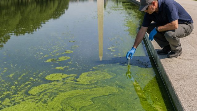 The Growing Algae Crisis: Implications Beyond Trump's Reflecting Pool | bola mas, info pola slot gac